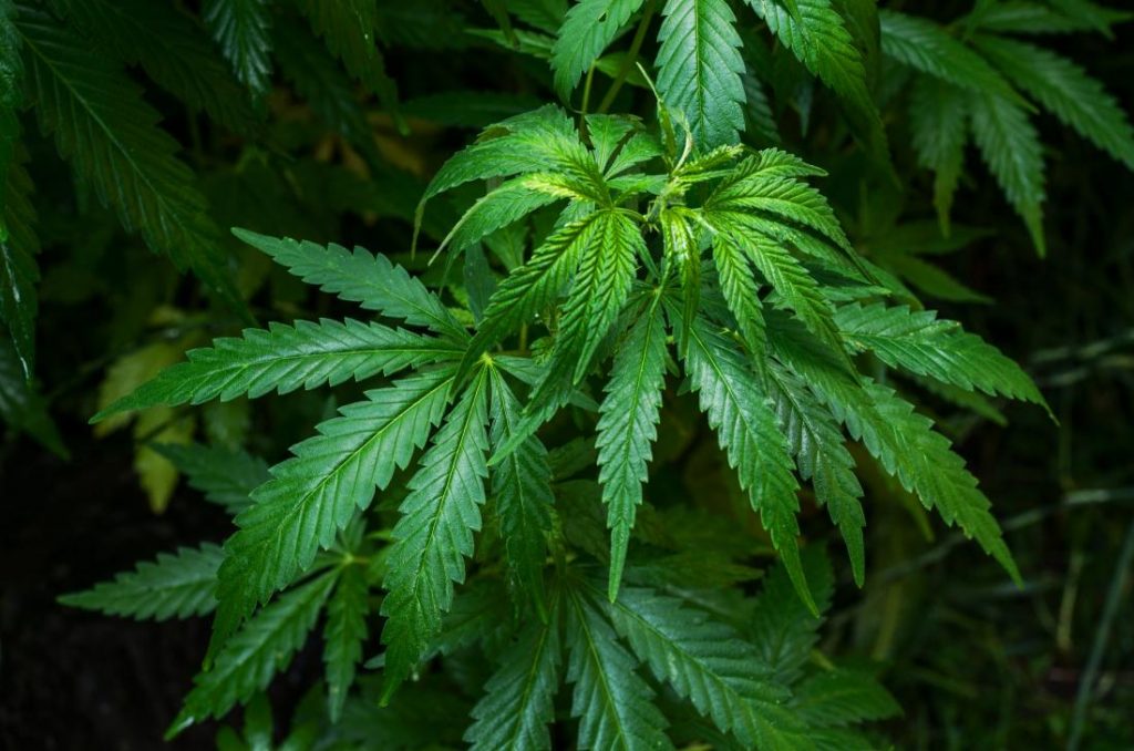 hemp store online