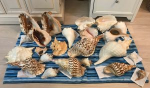 You Should visit Macro Island for shelling